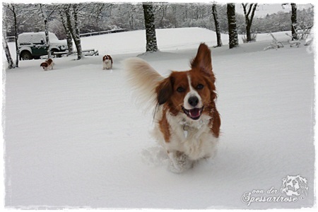 Kooikerhondje von der Spessartrose