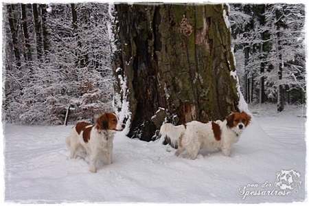 Kooikerhondje von der Spessartrose