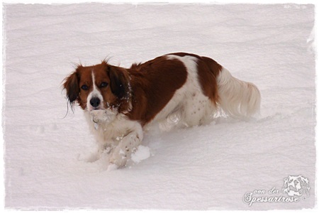 Kooikerhondje von der Spessartrose