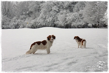 Kooikerhondje von der Spessartrose