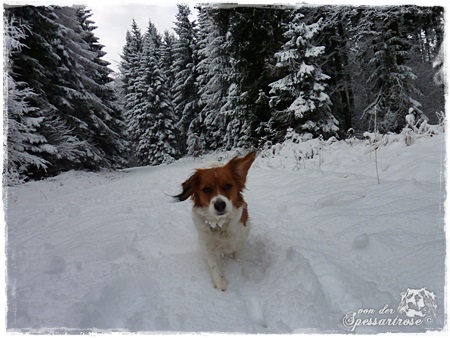 Kooikerhondje von der Spessartrose