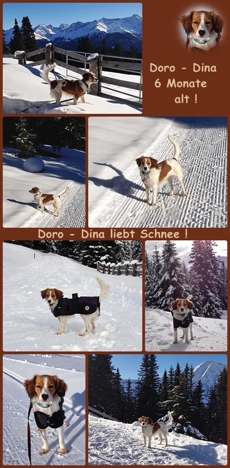 Kooikerhondje von der Spessartrose