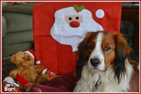 Kooikerhondje von der Spessartrose