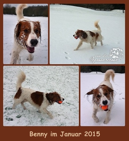 Kooikerhondje von der Spessartrose