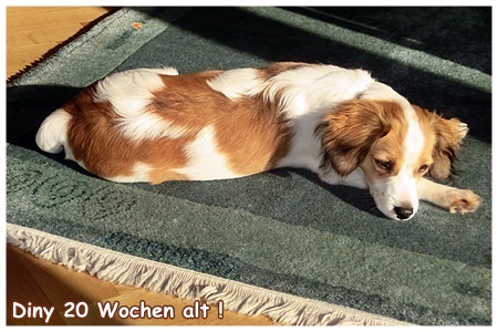 Kooikerhondje von der Spessartrose