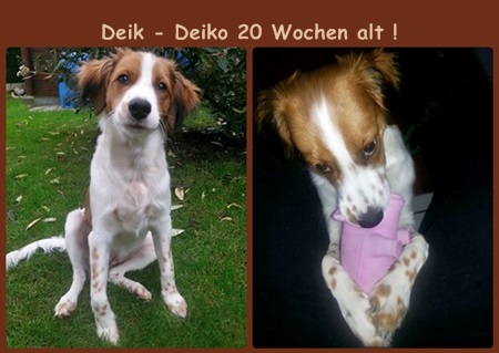 Kooikerhondje von der Spessartrose