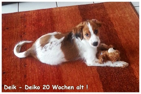 Kooikerhondje von der Spessartrose