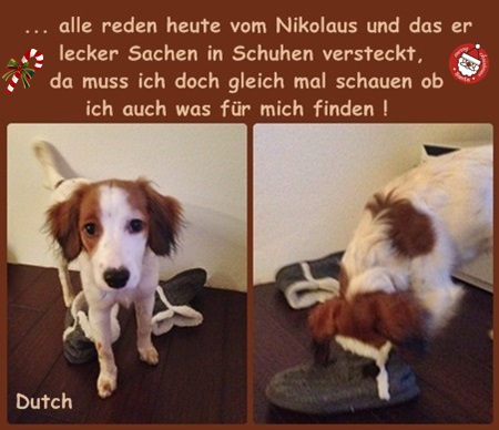 Kooikerhondje von der Spessartrose