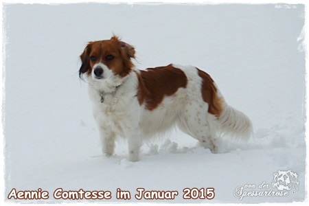 Kooikerhondje von der Spessartrose