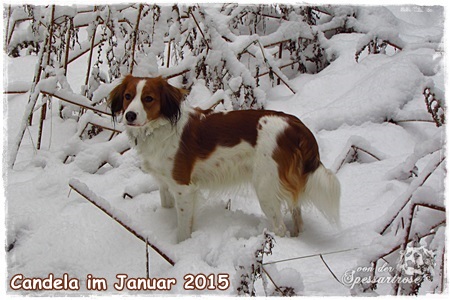 Kooikerhondje von der Spessartrose