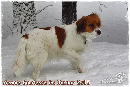 Kooikerhondje von der Spessartrose