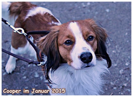 Kooikerhondje von der Spessartrose