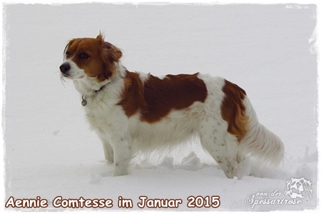 Kooikerhondje von der Spessartrose