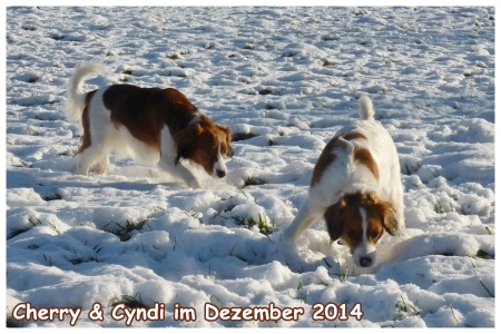 Kooikerhondje von der Spessartrose