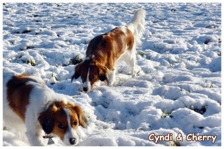 Kooikerhondje von der Spessartrose