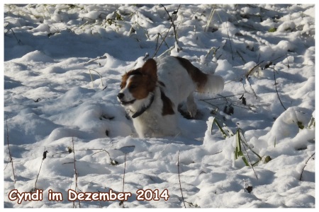 Kooikerhondje von der Spessartrose