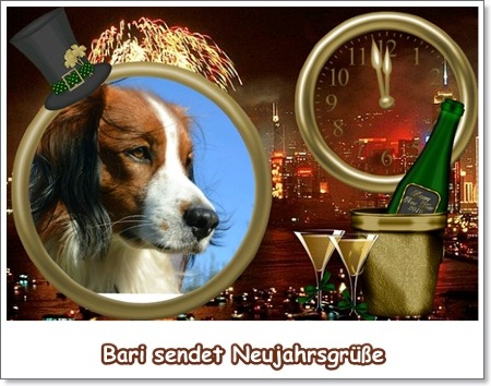 Kooikerhondje von der Spessartrose