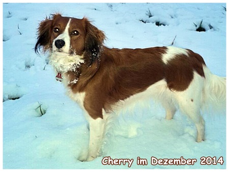 Kooikerhondje von der Spessartrose