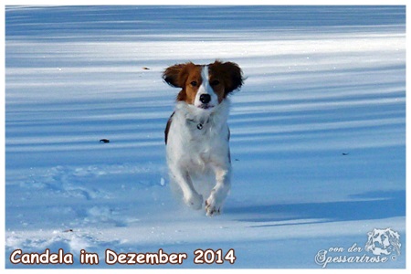 Kooikerhondje von der Spessartrose