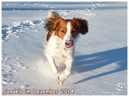 Kooikerhondje von der Spessartrose