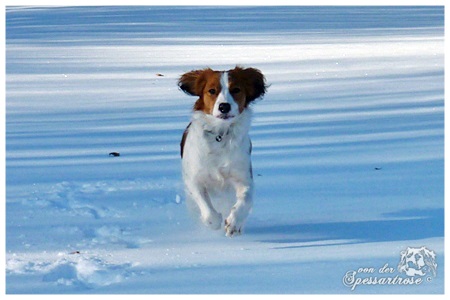 Kooikerhondje von der Spessartrose