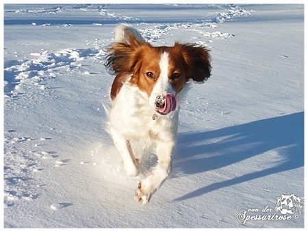 Kooikerhondje von der Spessartrose