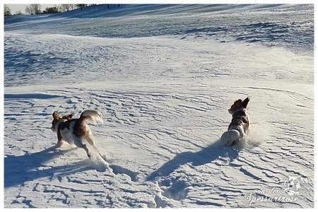 Kooikerhondje von der Spessartrose