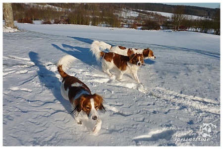 Kooikerhondje von der Spessartrose