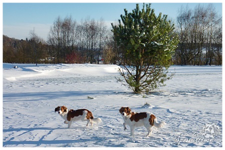 Kooikerhondje von der Spessartrose