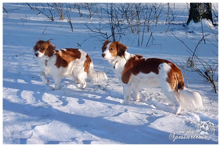 Kooikerhondje von der Spessartrose