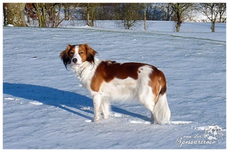 Kooikerhondje von der Spessartrose