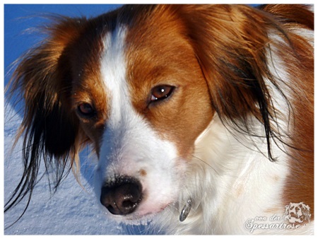 Kooikerhondje von der Spessartrose