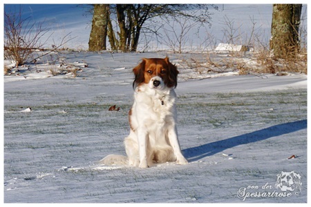 Kooikerhondje von der Spessartrose