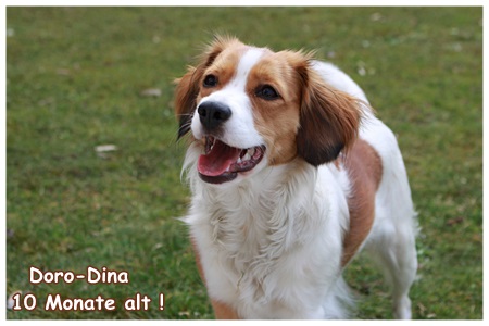 Kooikerhondje von der Spessartrose