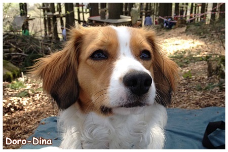 Kooikerhondje von der Spessartrose