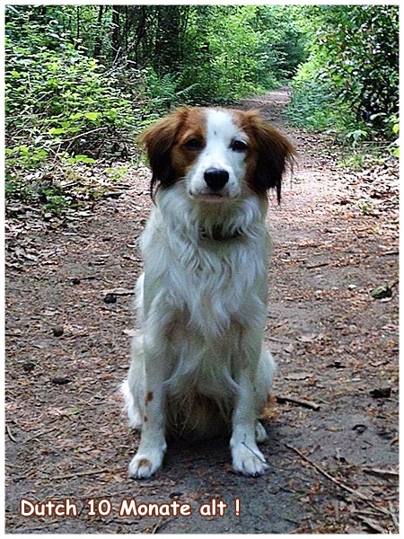 Kooikerhondje von der Spessartrose