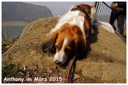 Kooikerhondje von der Spessartrose