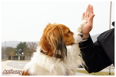 Kooikerhondje von der Spessartrose