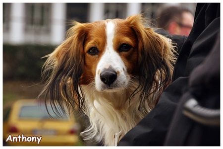 Kooikerhondje von der Spessartrose