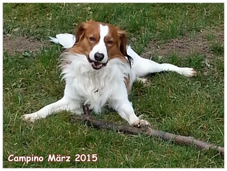 Kooikerhondje von der Spessartrose