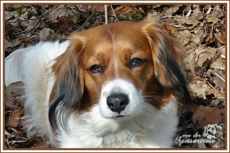 Kooikerhondje von der Spessartrose