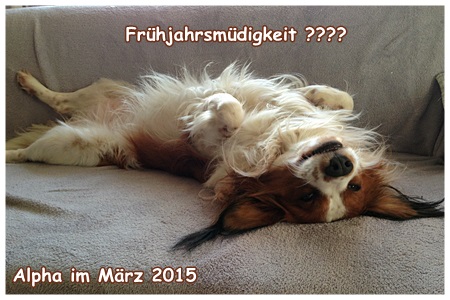 Kooikerhondje von der Spessartrose