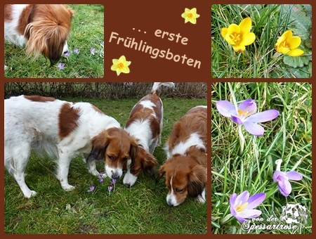 Kooikerhondje von der Spessartrose