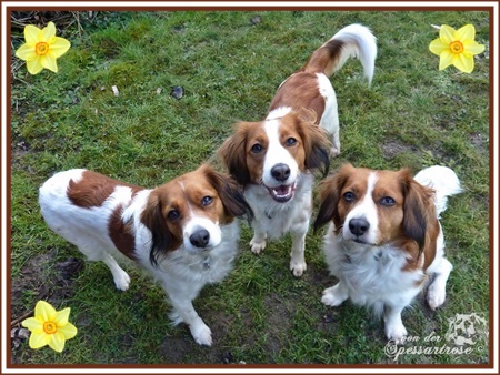 Kooikerhondje von der Spessartrose