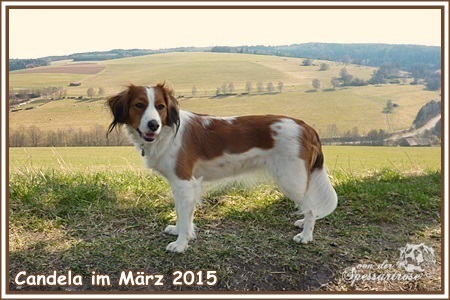 Kooikerhondje von der Spessartrose