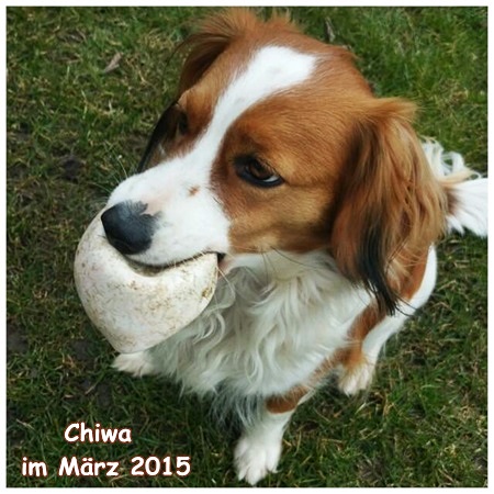 Kooikerhondje von der Spessartrose