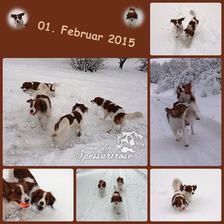 Kooikerhondje von der Spessartrose