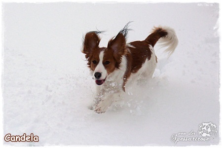 Kooikerhondje von der Spessartrose