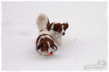 Kooikerhondje von der Spessartrose