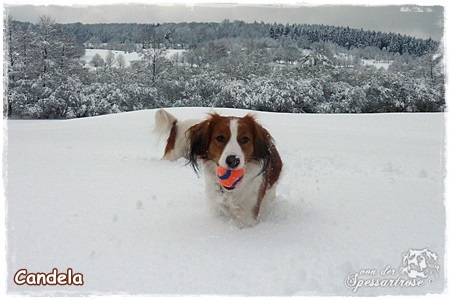 Kooikerhondje von der Spessartrose